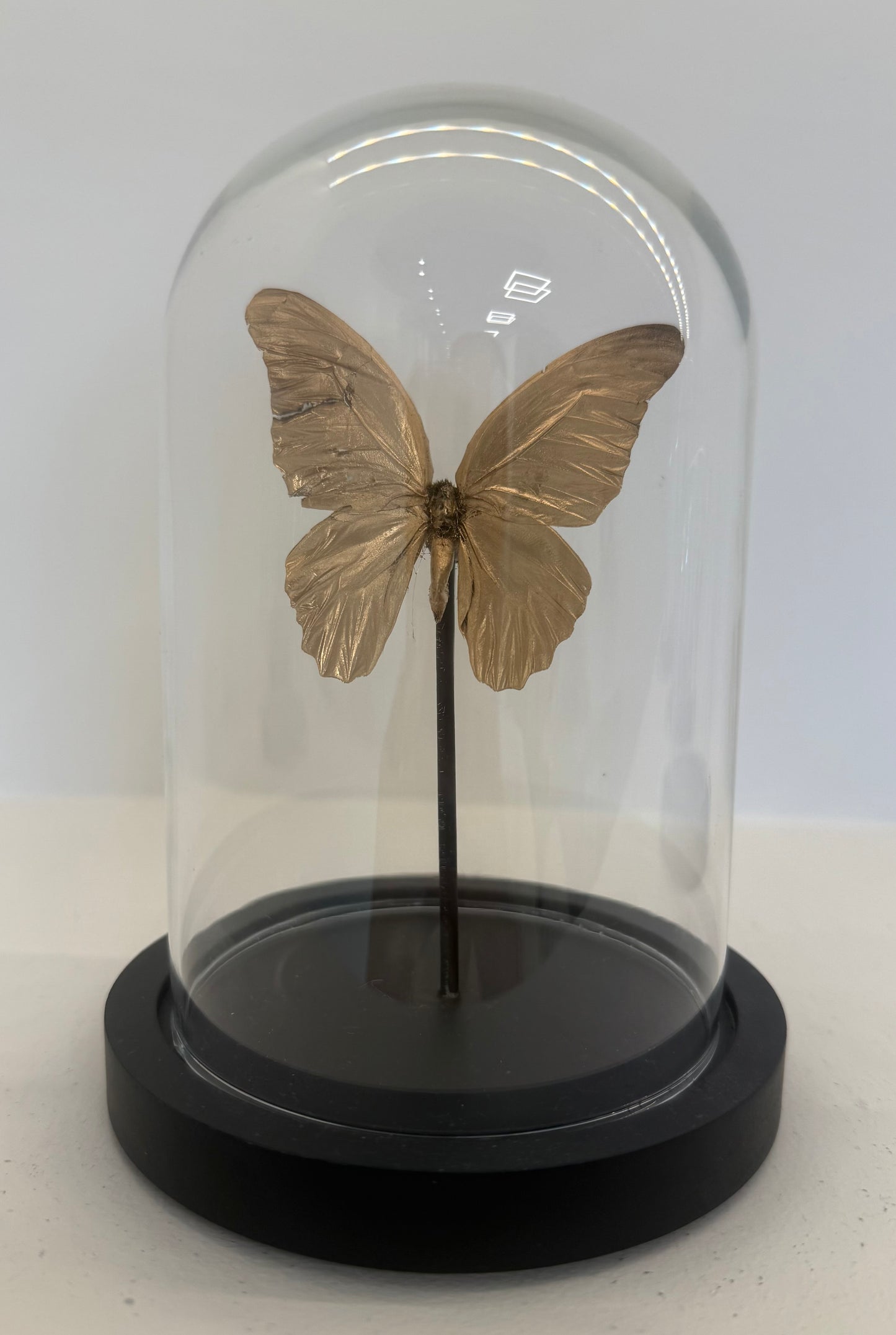 Gouden vlinder in glazen stolp