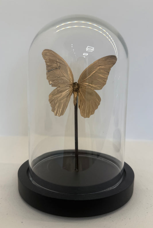Gouden vlinder in glazen stolp