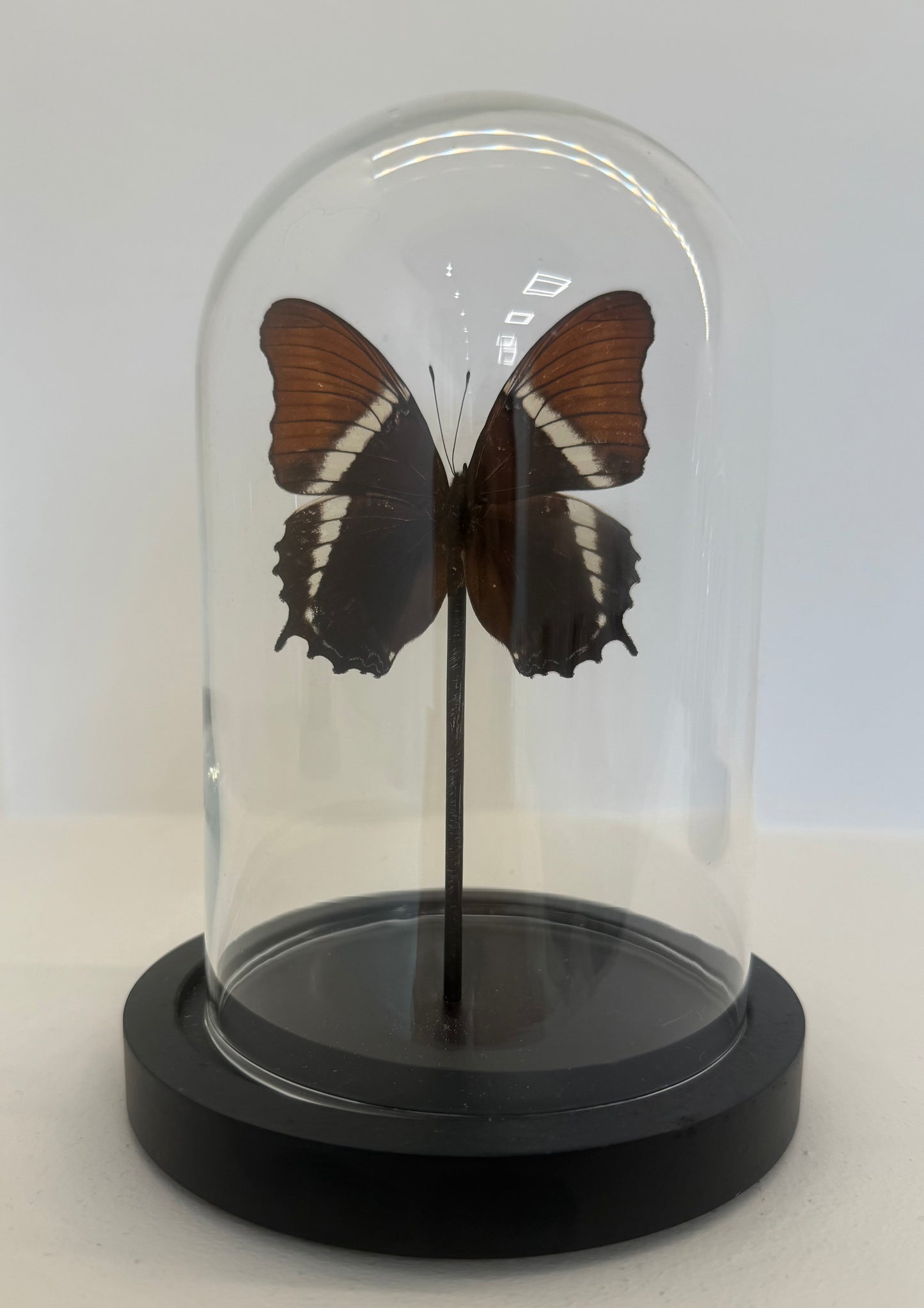 Adelpha Cytherea vlinder in glazen stolp