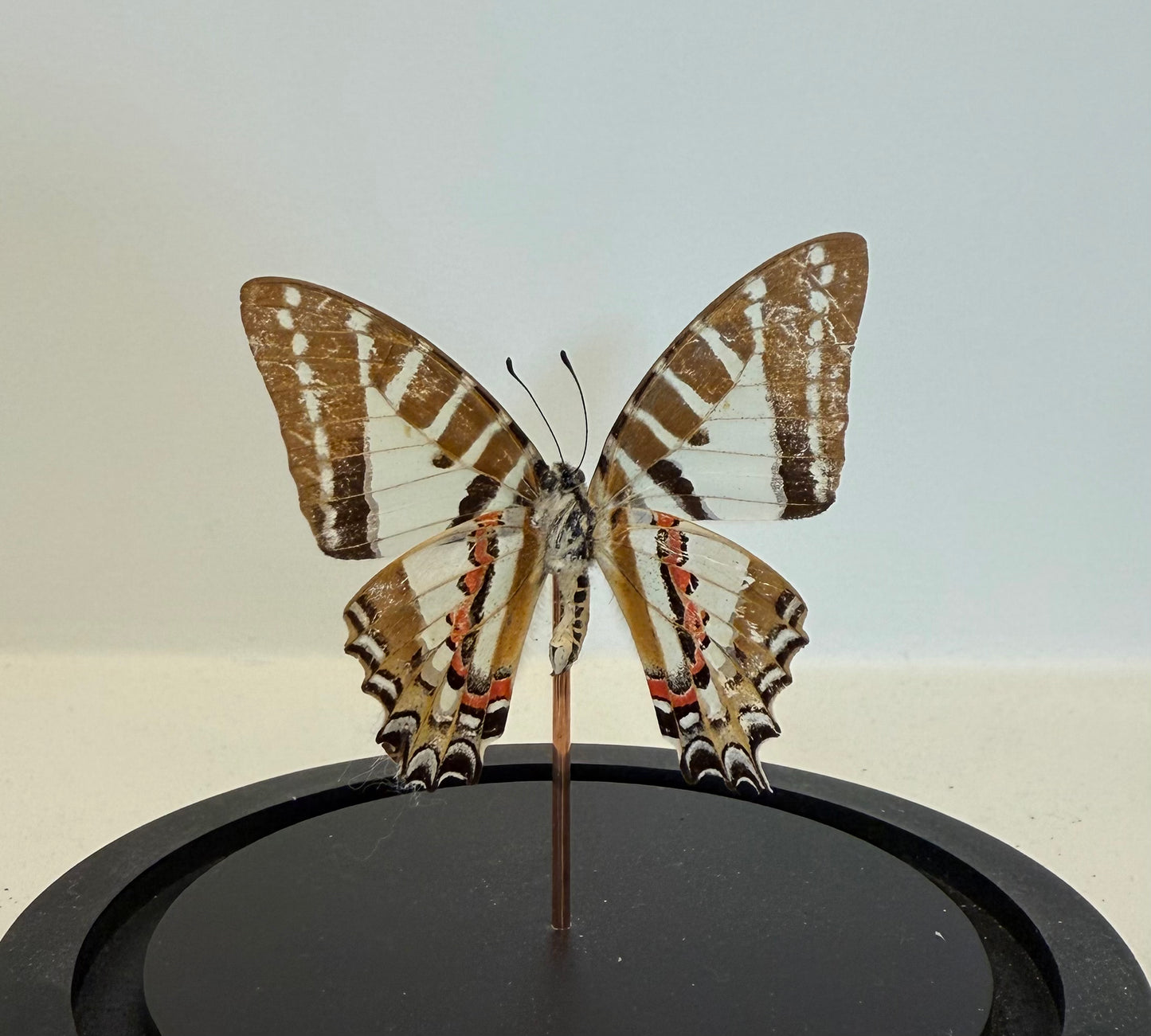 Spanish Festoon in glazen stolp