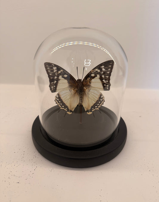 Charaxes varanes vlinder in glazen stolp