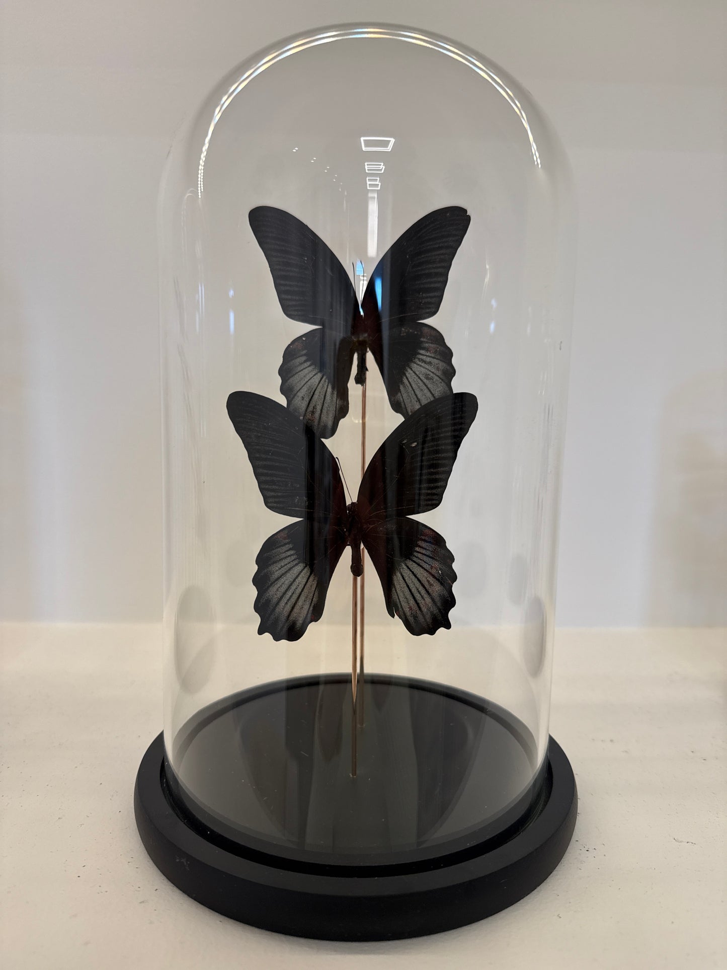 Pachliopta aristolochiae vlinders in glazen stolp