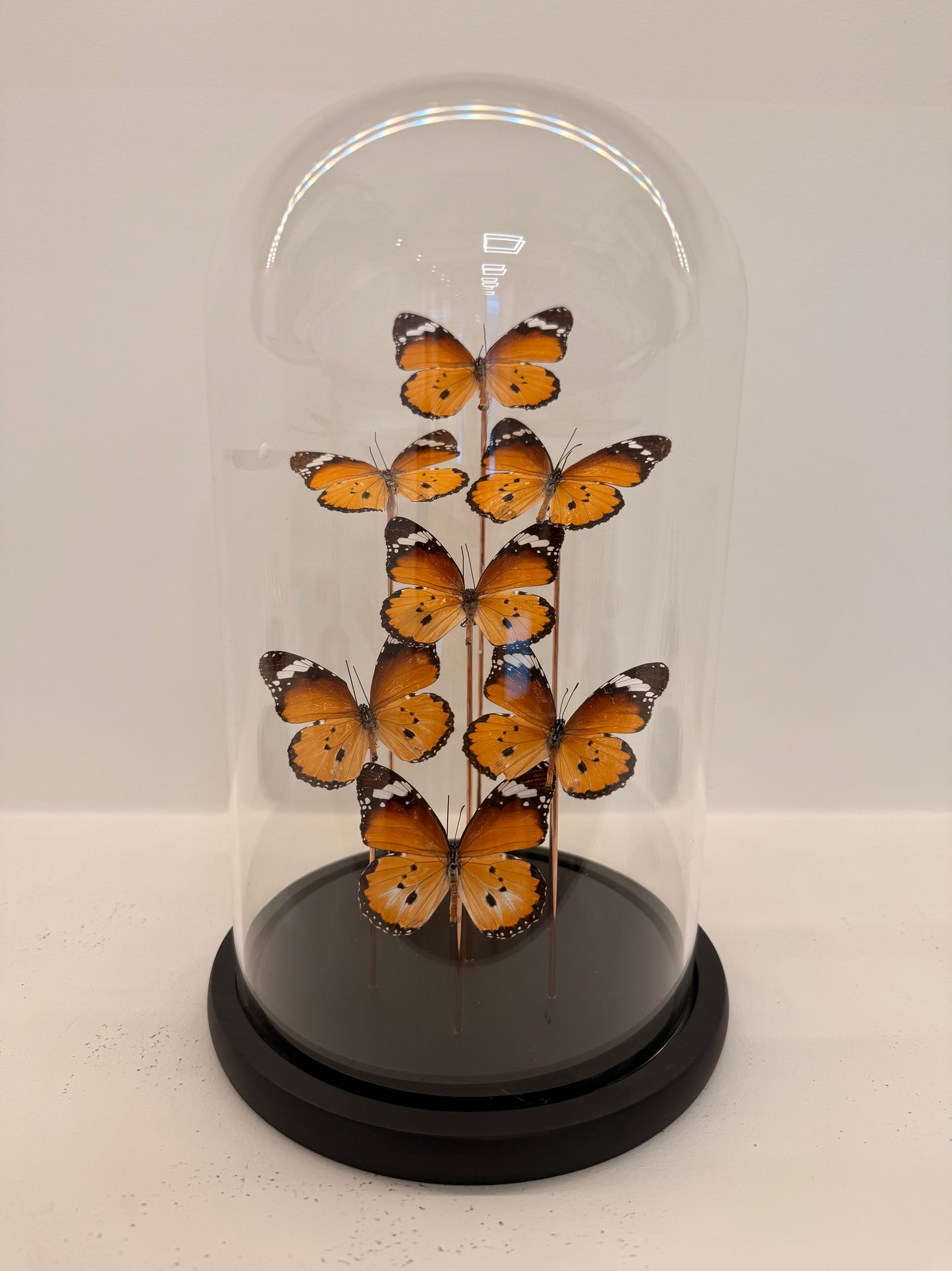 Danaus chrysippus vlinders in stolp