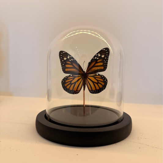 Danaus chrysippus vlinder in glazen stolp