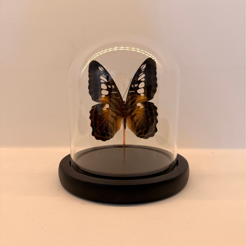 Parthenos sylvia vlinder in glazen stolp