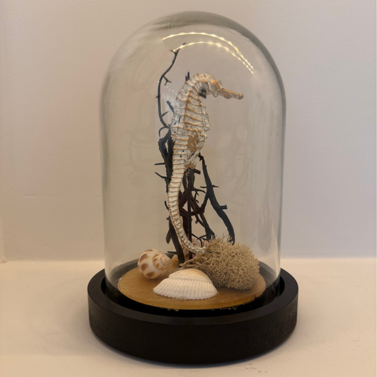 Deco stolp met zeepaardje