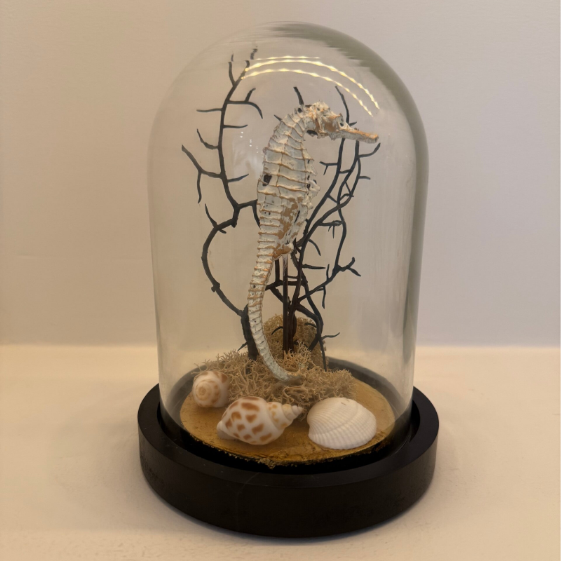 Deco stolp met zeepaardje