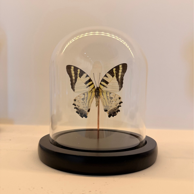 Graphium angolanus vlinder in glazen stolp