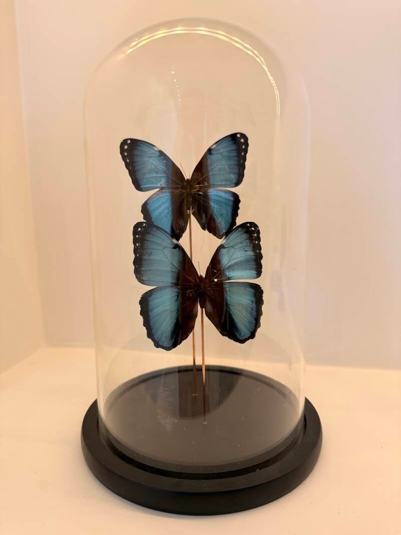 2 Blauwe Morpho helenor vlinders in glazen stolp