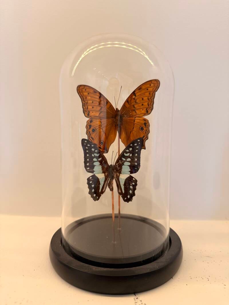 Vindula arsinoe & Graphium agamemnon vlinders in glazen stolp