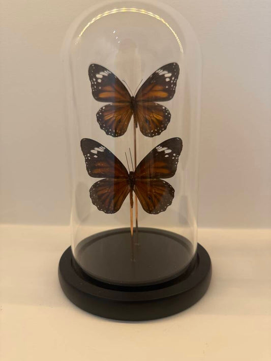 2 Danaus chrysippus vlinders in glazen stolp