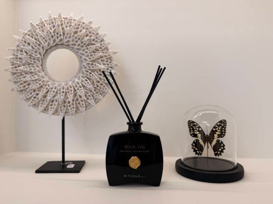 Papilio demoleus vlinder in glazen stolp