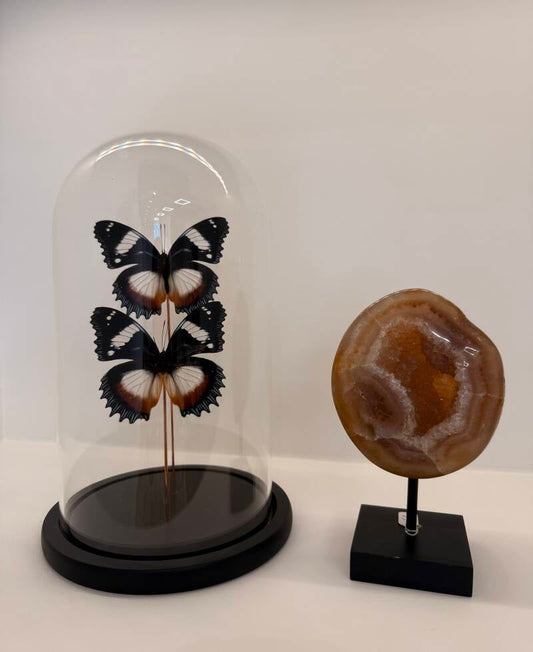 2 Hypolimnas dexithea vlinders in glazen stolp