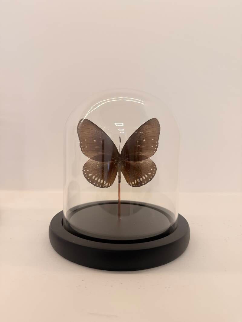 Euploea core In glazen stolp