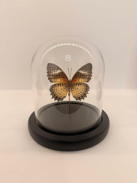 Cethosia biblis vlinder in glazen stolp