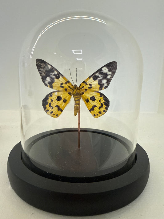 Dysphania militaris vlinder in glazen stolp