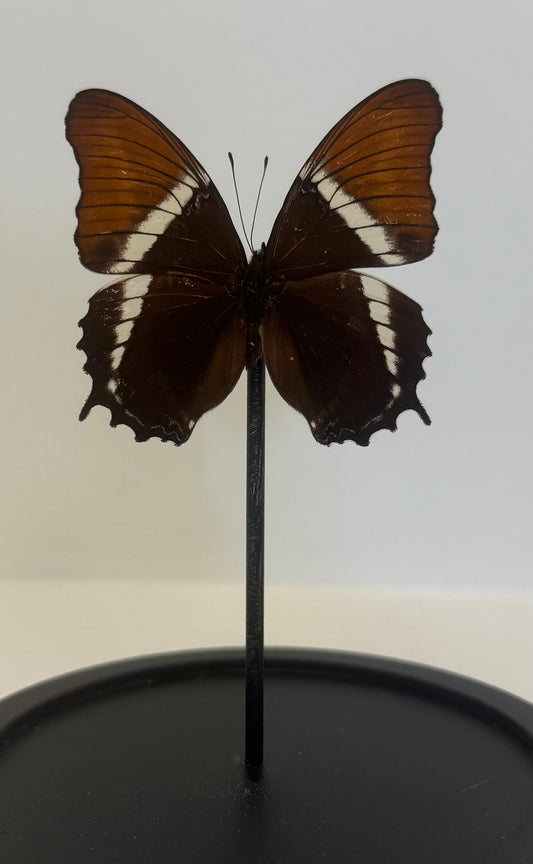 Adelpha Cytherea vlinder in glazen stolp