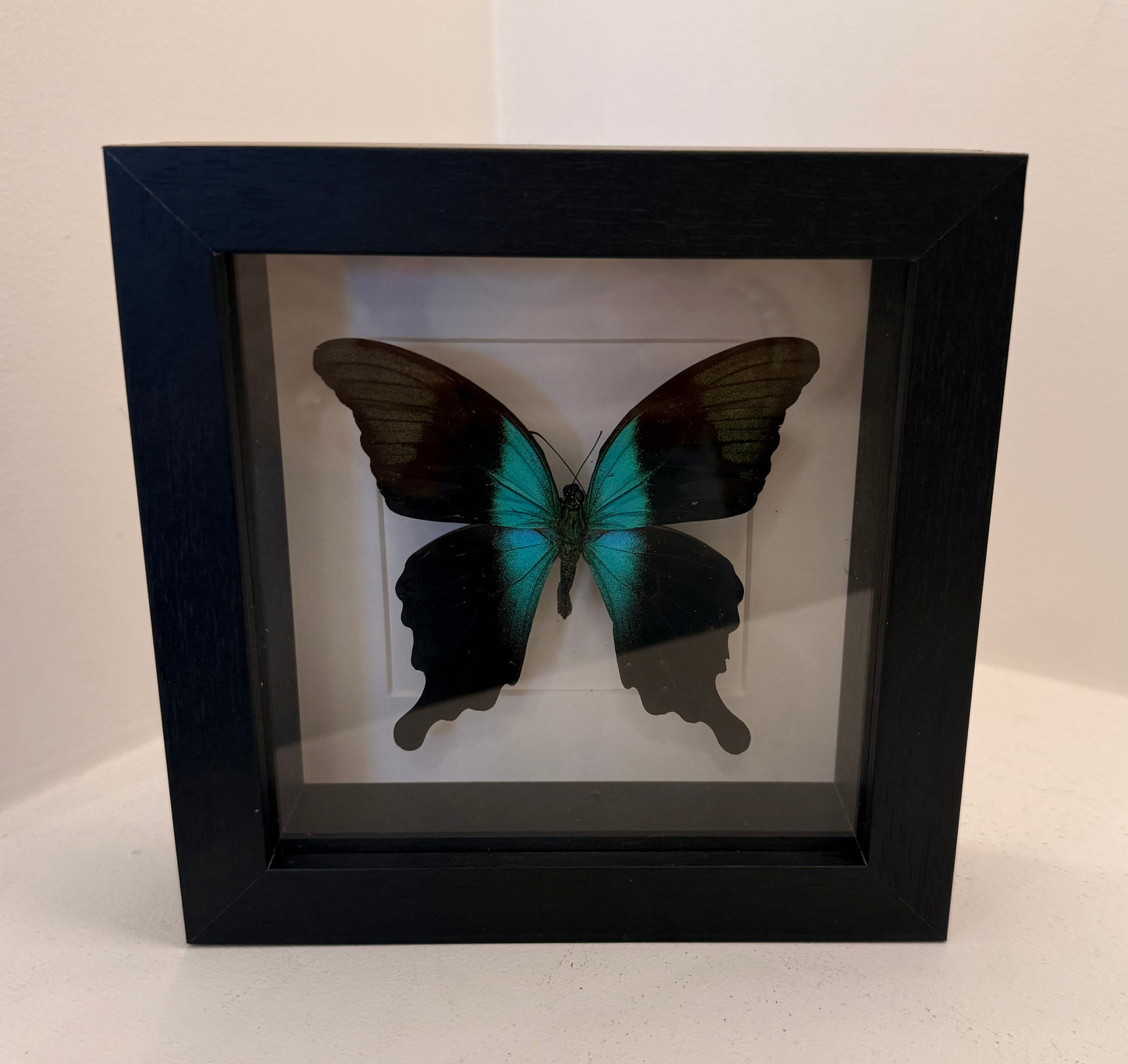 Papilio palinurus vlinder in lijst