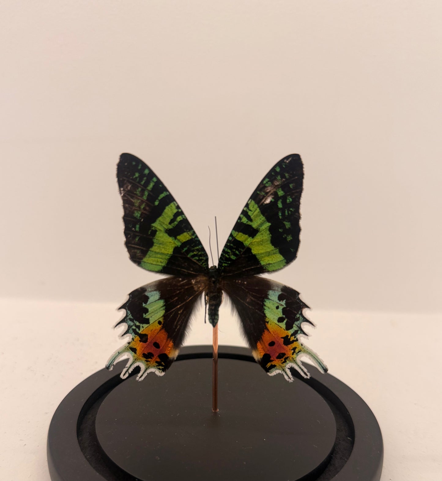 Chrysiridia rhipheus vlinder in glazen stolp