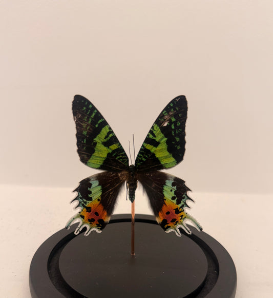 Chrysiridia rhipheus vlinder in glazen stolp