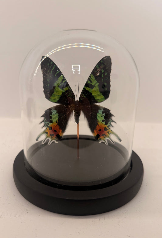 Chrysiridia rhipheus vlinder in glazen stolp