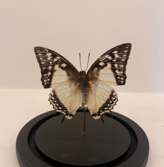 Charaxes varanes vlinder in glazen stolp