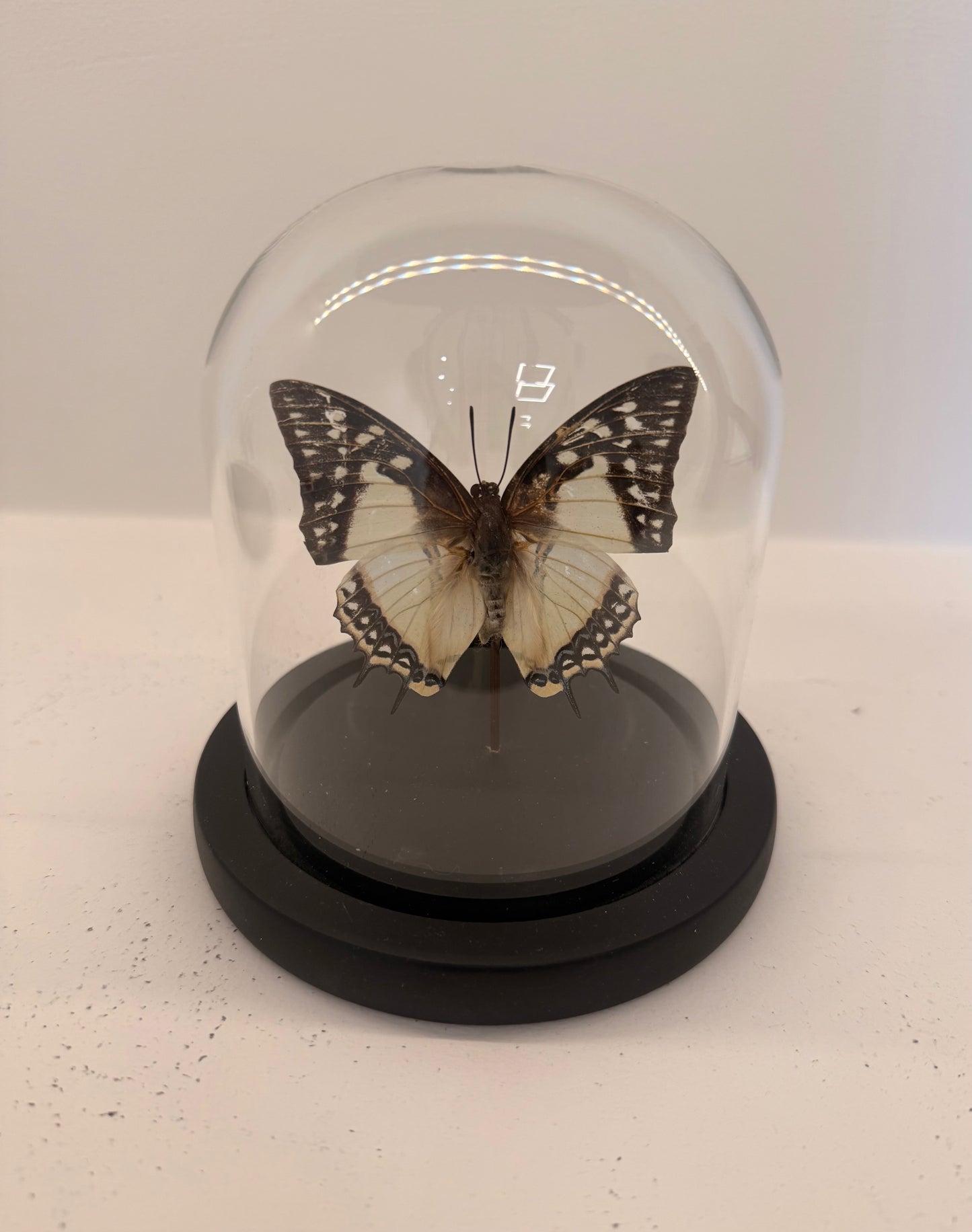 Charaxes varanes vlinder in glazen stolp