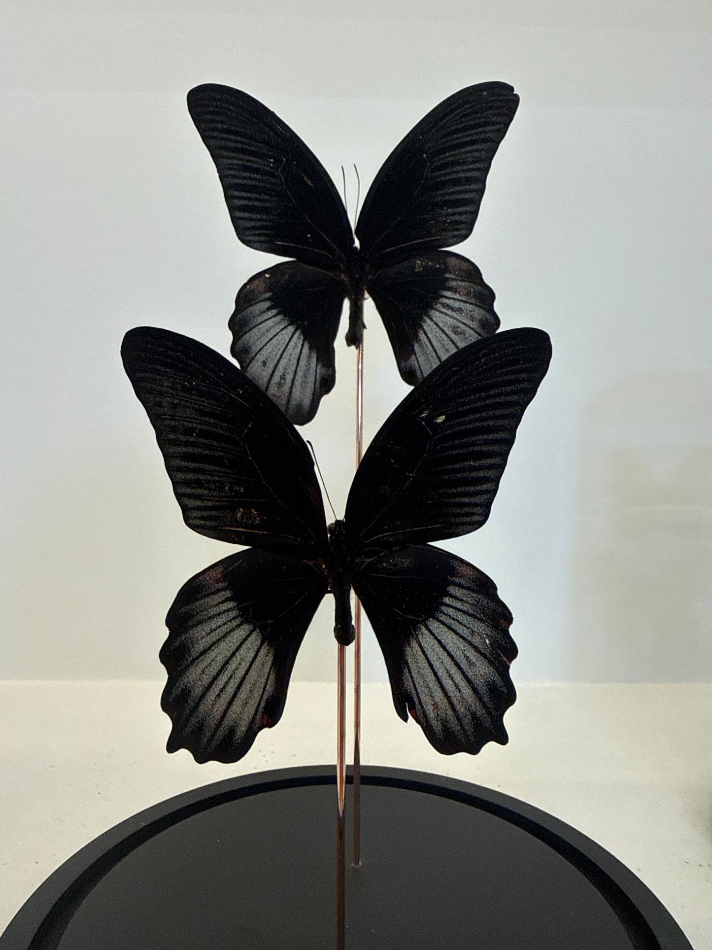 Pachliopta aristolochiae vlinders in glazen stolp