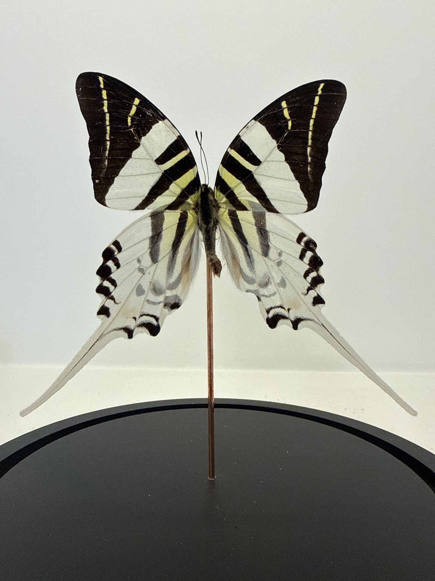 Graphium antiphates vlinder in glazen stolp