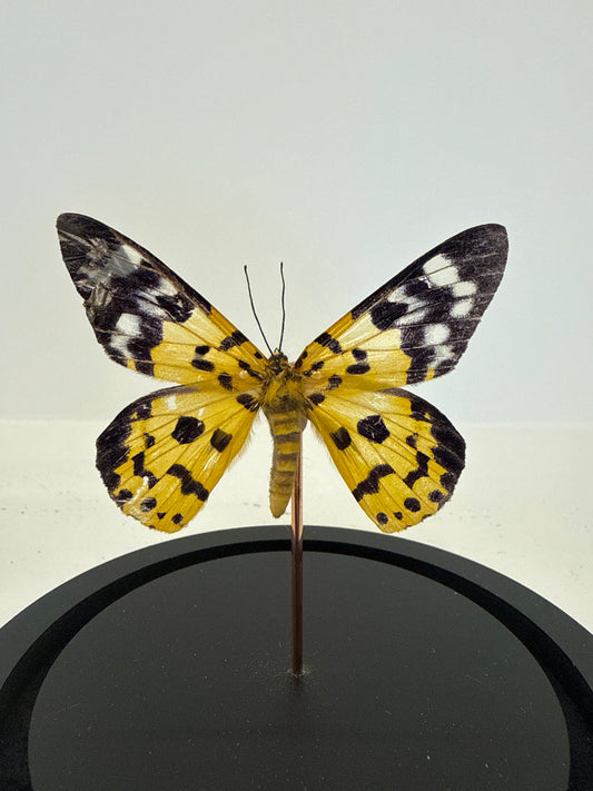 Dysphania militaris vlinder in glazen stolp