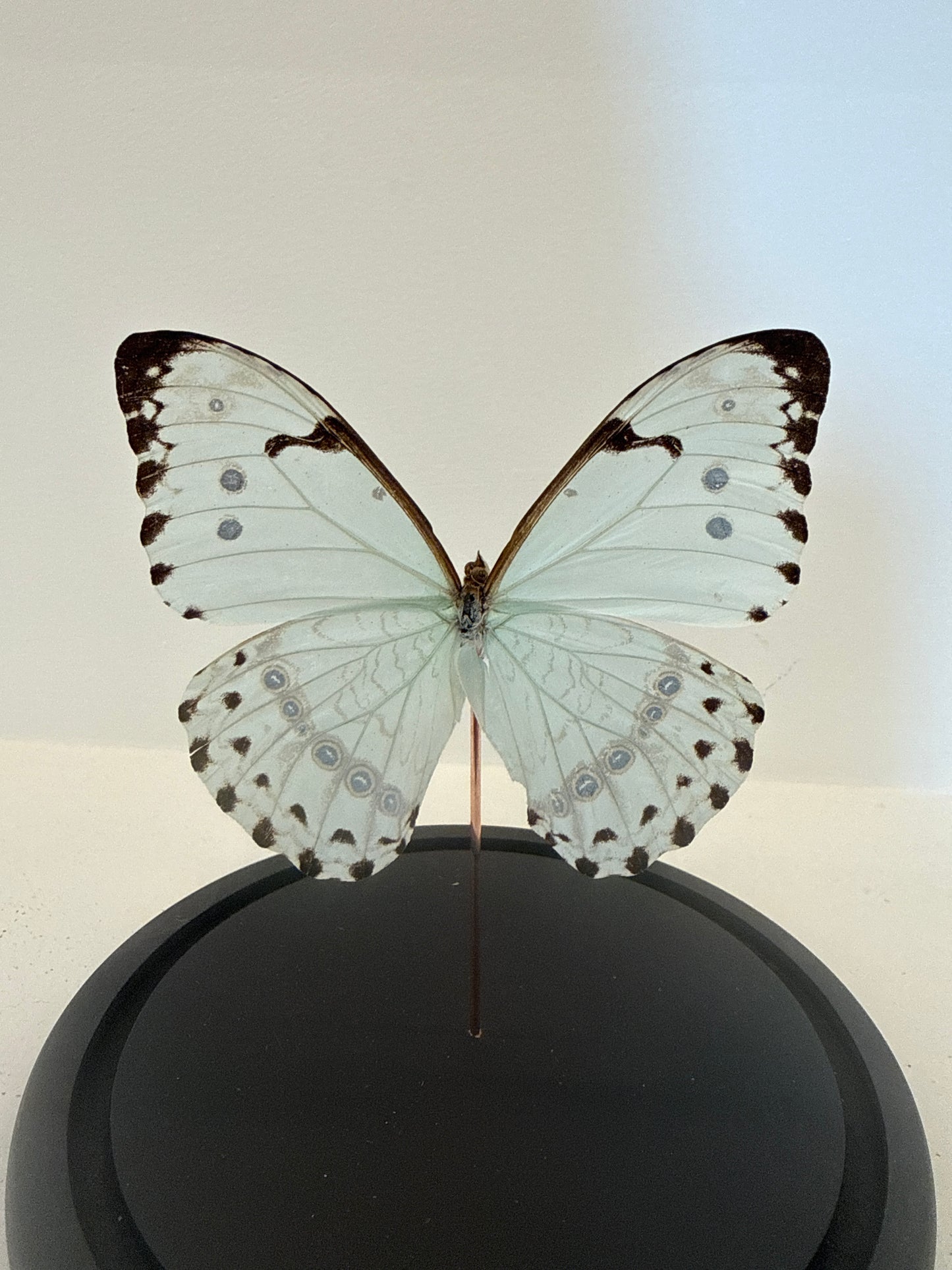 White morpho vlinder in glazen stolp