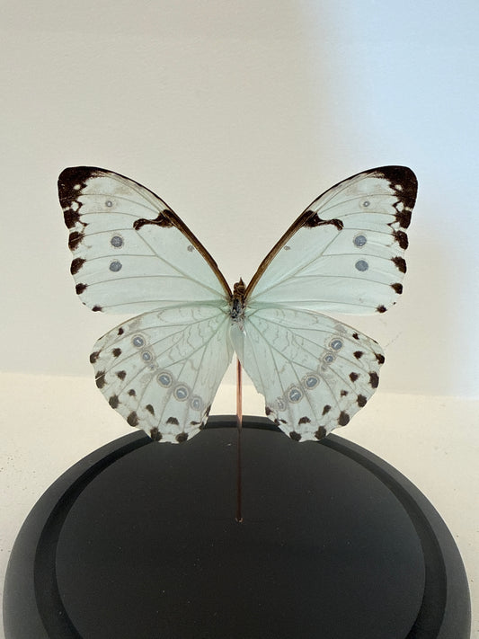 White morpho vlinder in glazen stolp