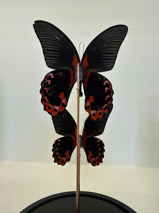 Pachliopta aristolochiae vlinders in glazen stolp