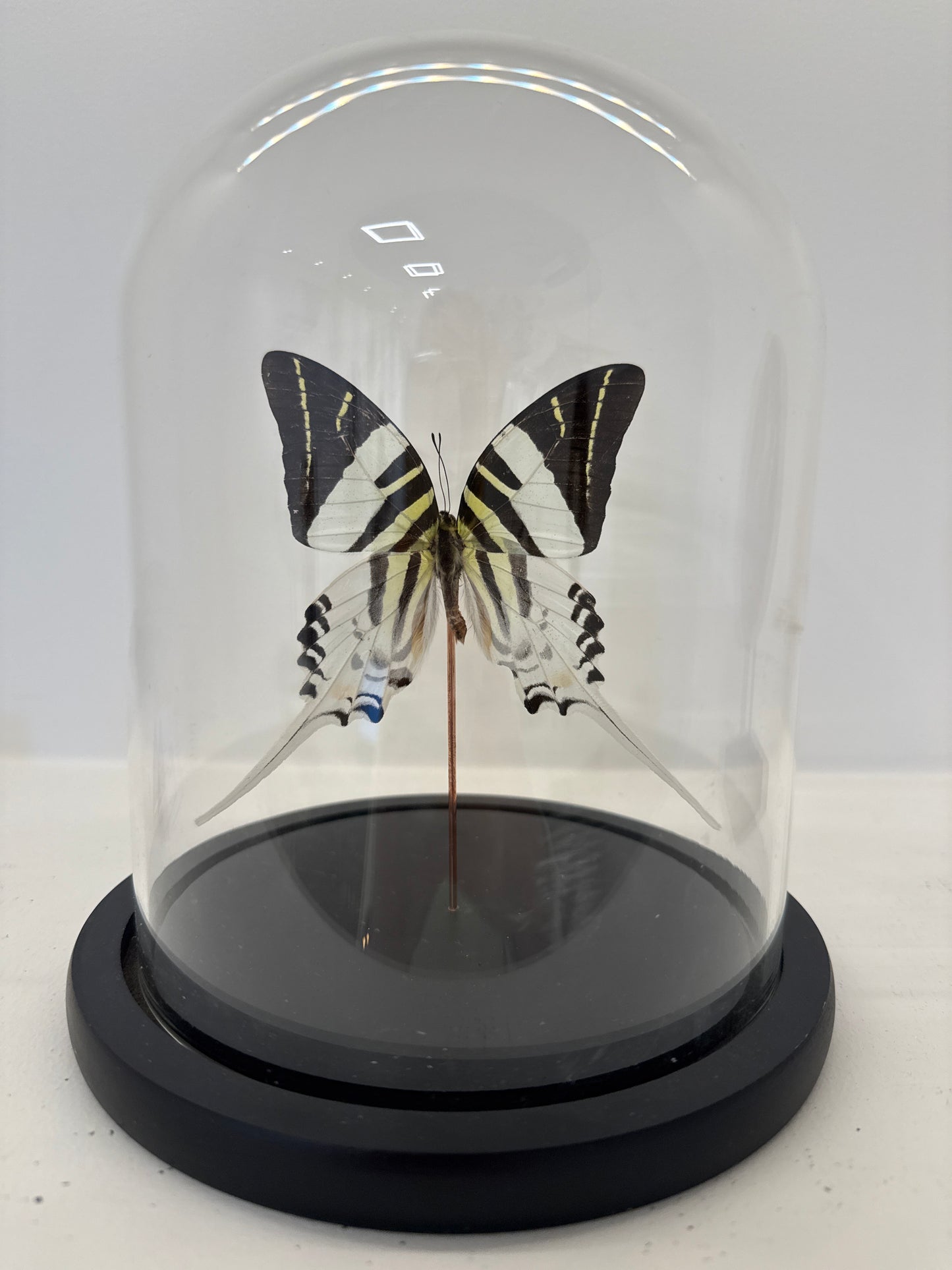 Graphium antiphates vlinder in glazen stolp