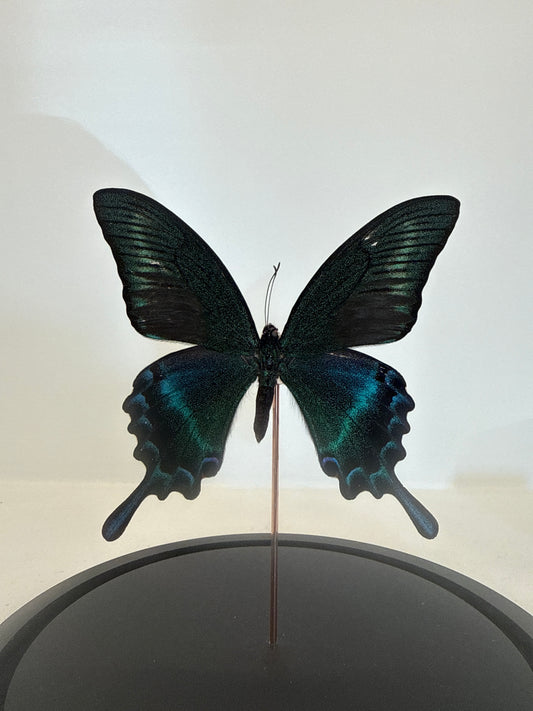 Papilio maackii vlinder in glazen stolp