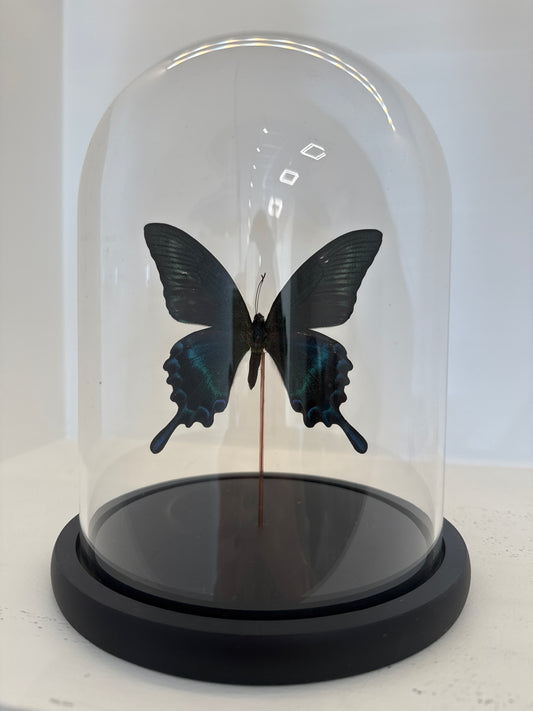 Papilio maackii vlinder in glazen stolp