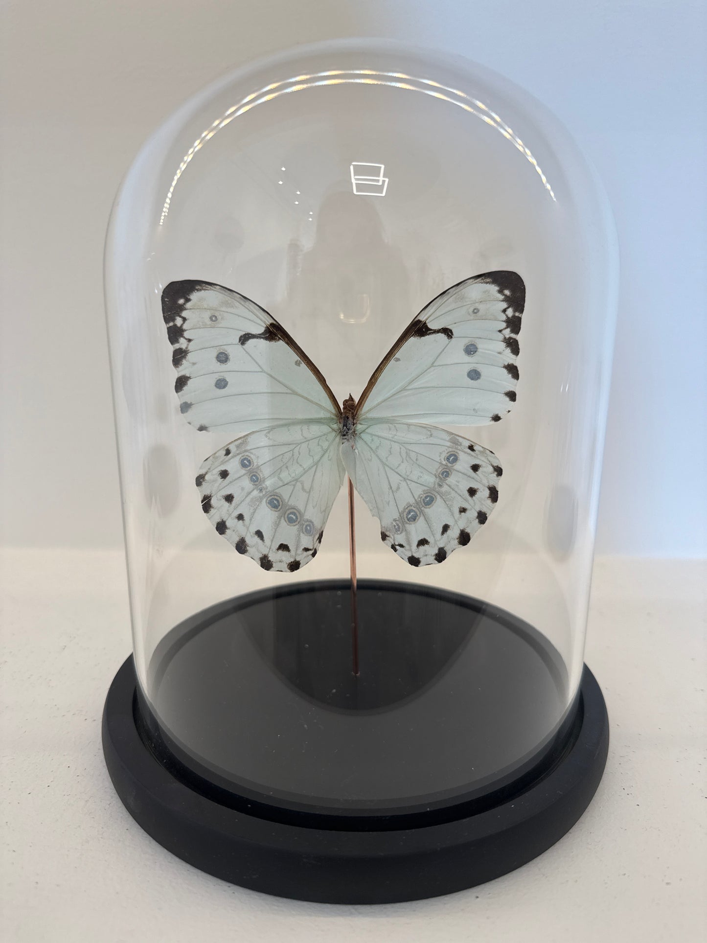 White morpho vlinder in glazen stolp