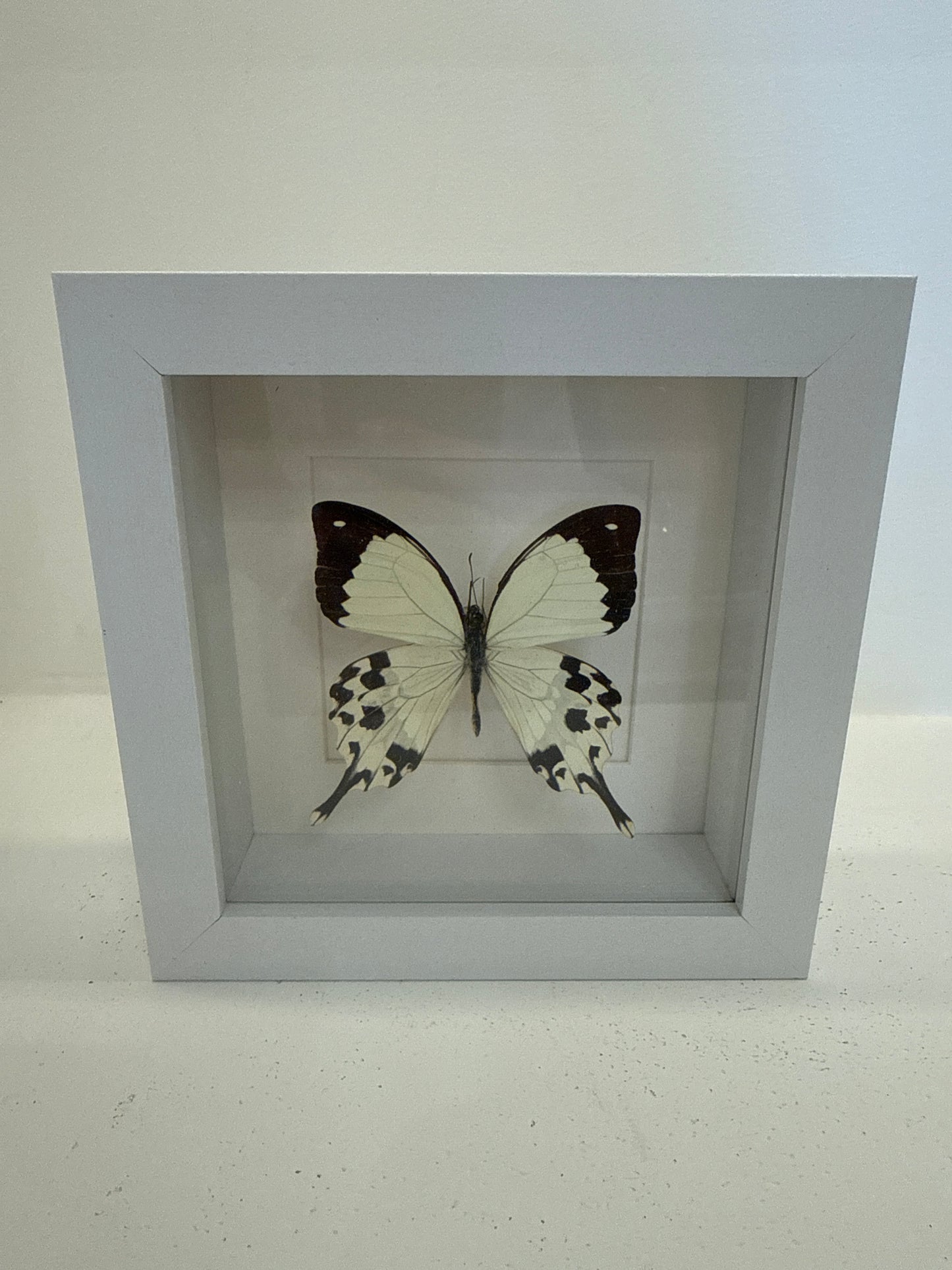Papilio dardanus in witte lijst