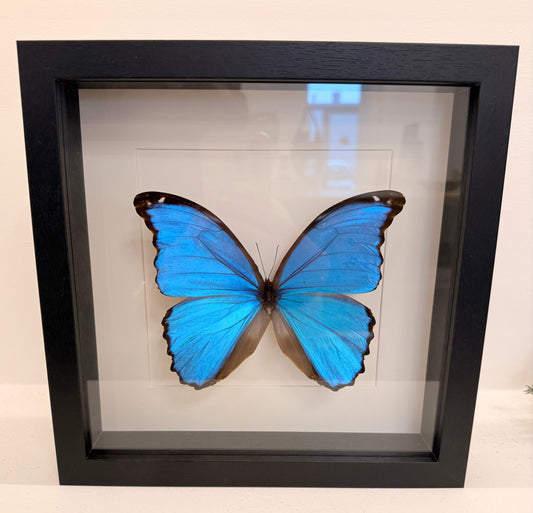 Blauwe Morpho vlinder in zwarte lijst