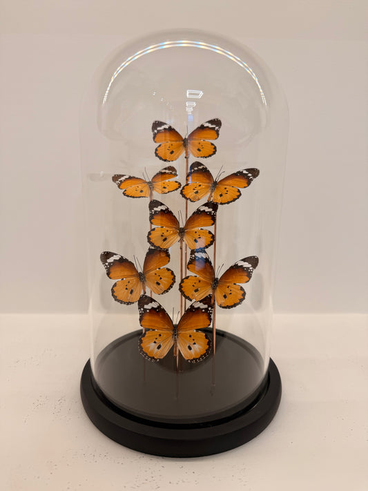 Danaus chrysippus vlinders in stolp