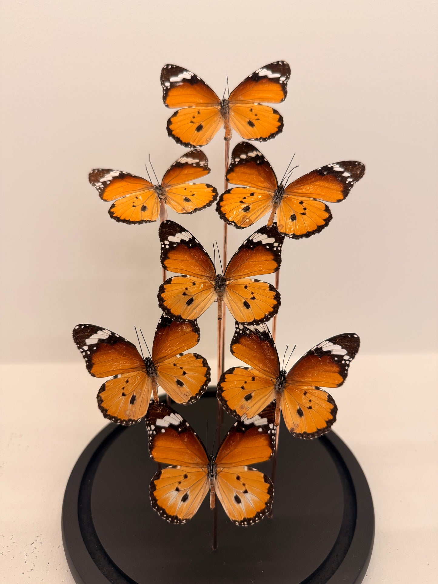 Danaus chrysippus vlinders in stolp