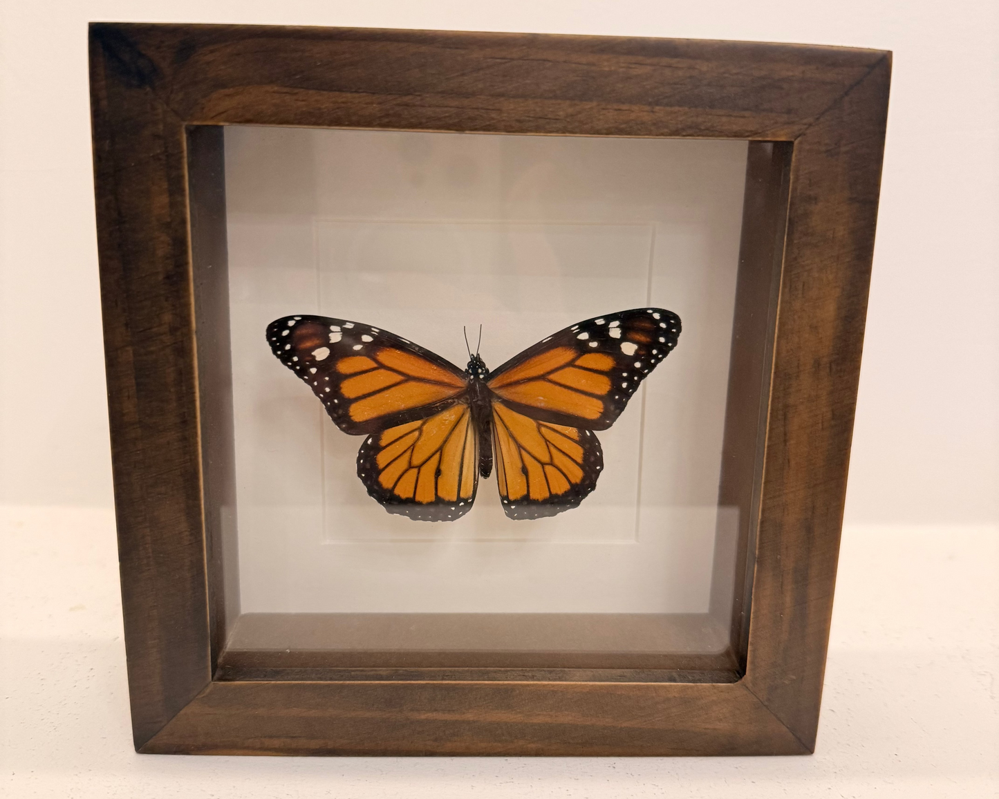 Danaus chrysippus vlinder in donkerbruine lijst