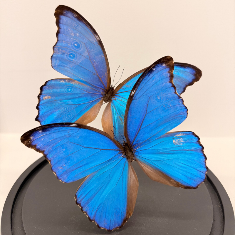 2 Blauw Morpho vlinders in glazen stolp