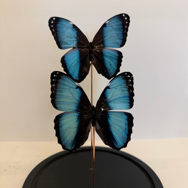 2 Blauwe Morpho helenor vlinders in glazen stolp
