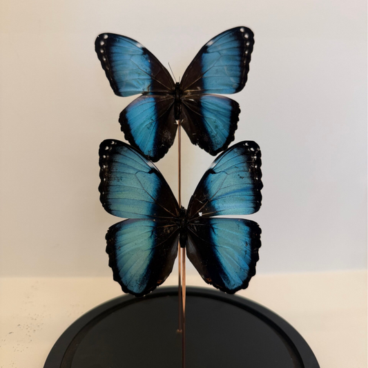 2 Blauwe Morpho helenor vlinders in glazen stolp
