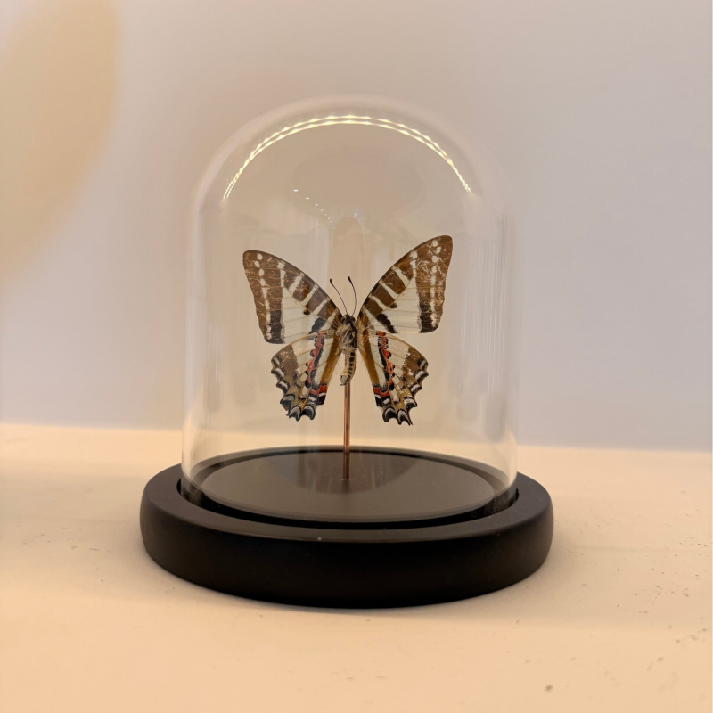 Spanish Festoon in glazen stolp