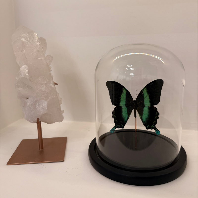 Papilio palinurus vlinder in glazen stolp