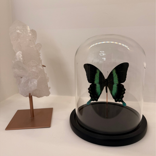 Papilio palinurus vlinder in glazen stolp