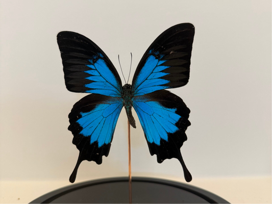 Papilio ulysses vlinder in glazen stolp