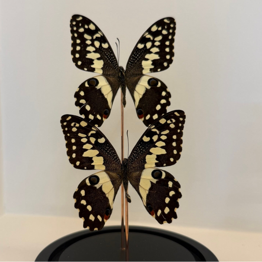 2 Papilio demoleus vlinders in glazen stolp